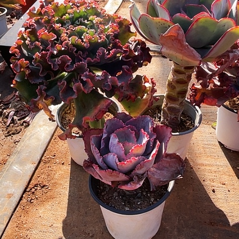 一****多肉植物单头爱丽丝和瑞碟带赠品 3棵