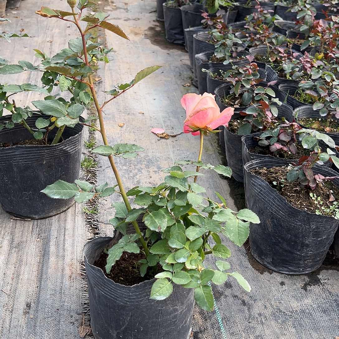 当前无花栽培后可以开花