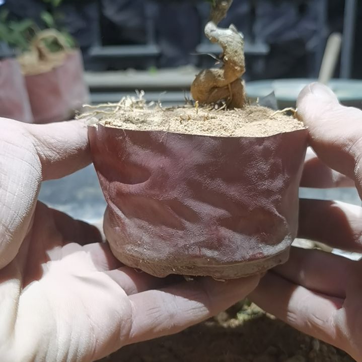 海***完全开放金豆小橘子绿植