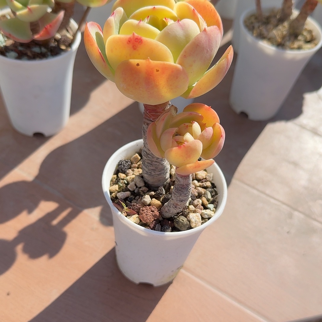 嫣***歌鸡蛋碧桃多肉植物一颗
