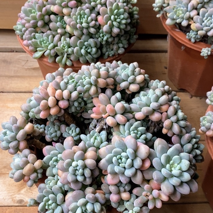 114。洛可可。群生。