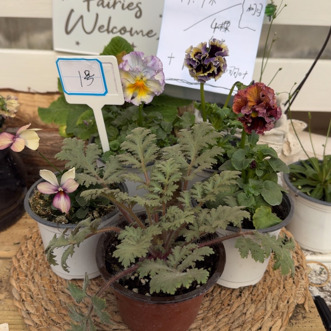 无花朵直播间组合1号（4棵角堇1棵陕西羽叶）