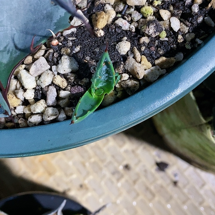 多肉植物龙蛇兰植物