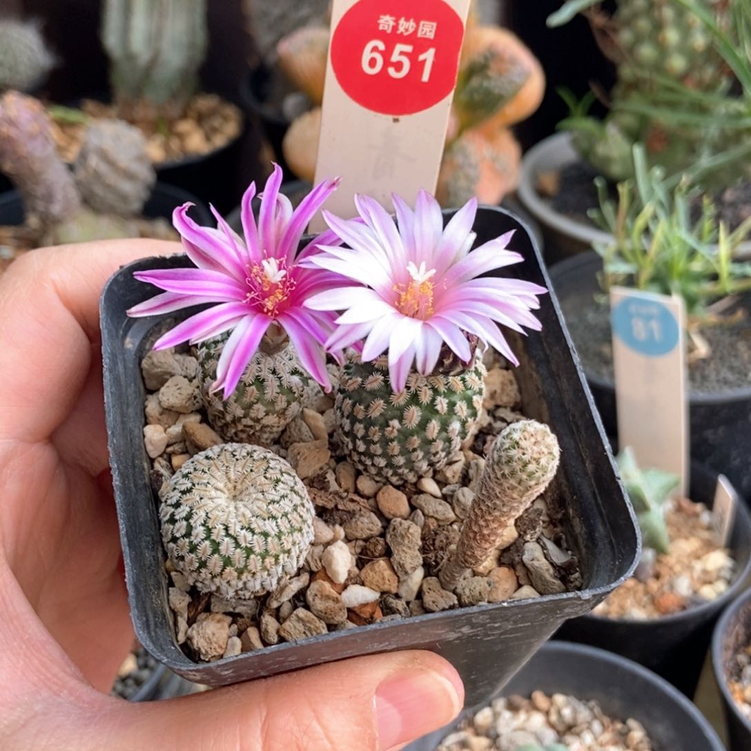 实生球一盒打包6687559