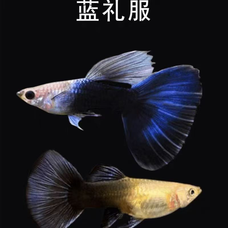 【德系蓝礼服】孔雀鱼小型热带淡水观赏鱼活鱼
