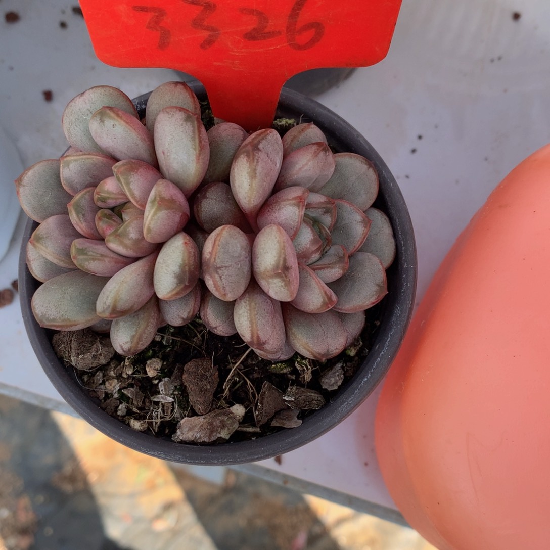 葡萄5262526626226