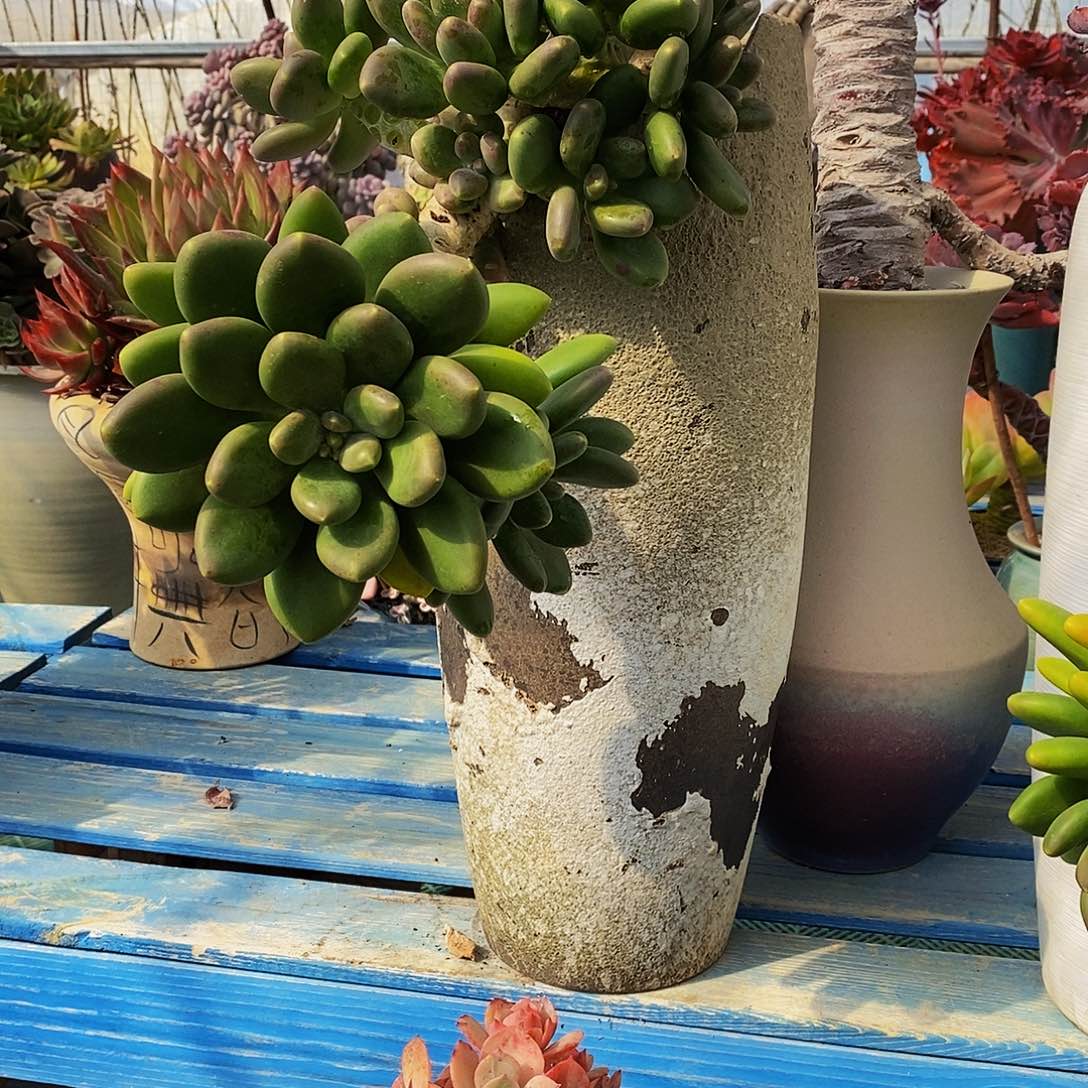 J****茵老桩芒果奶多肉植物
