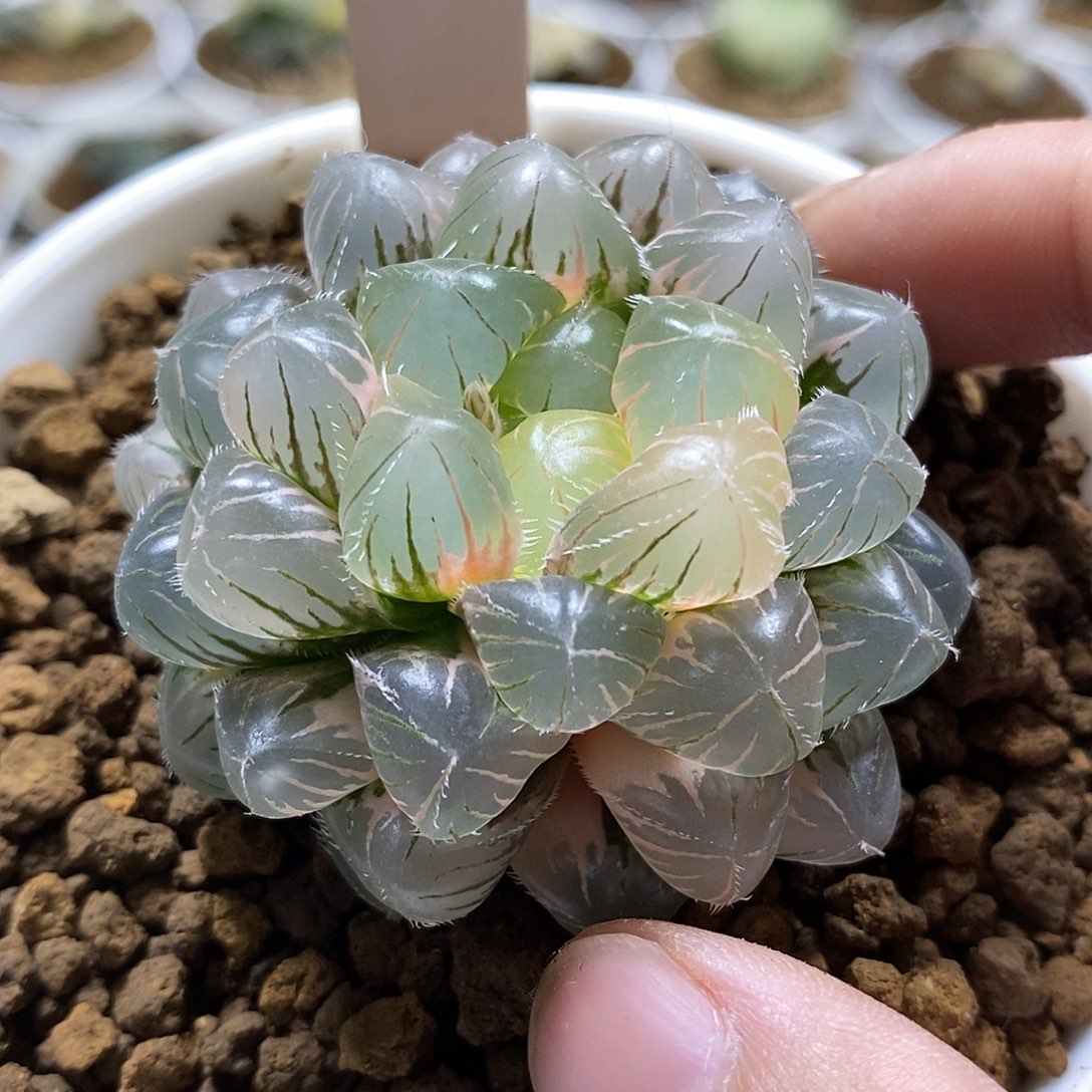 77蓝镜哈哈哈哈哈哈