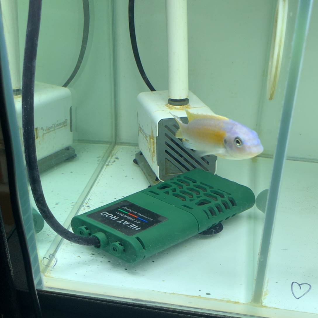 Y***.慈鲷168号野生纳坎