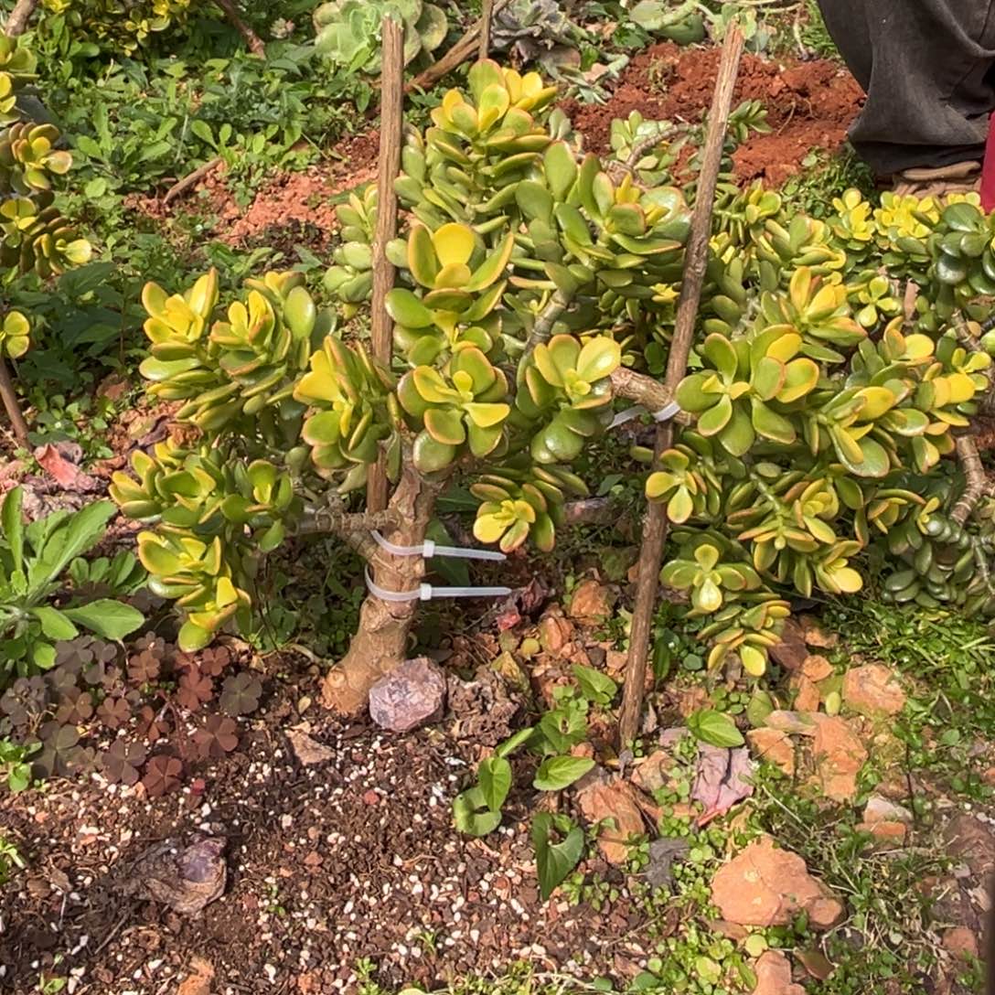 小雨多肉玉石绝绝紫