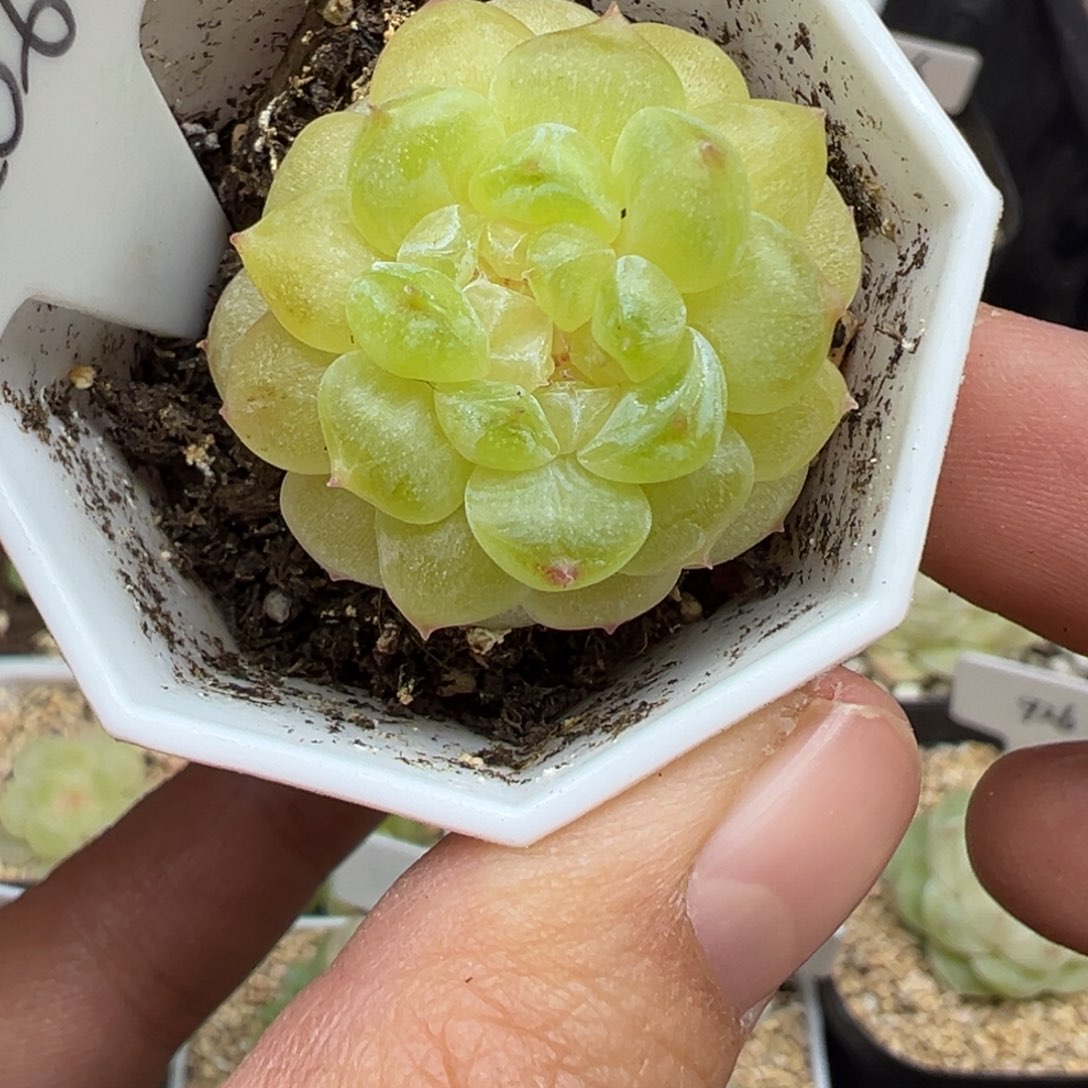 毛***羡206号玩家货晗雨多肉