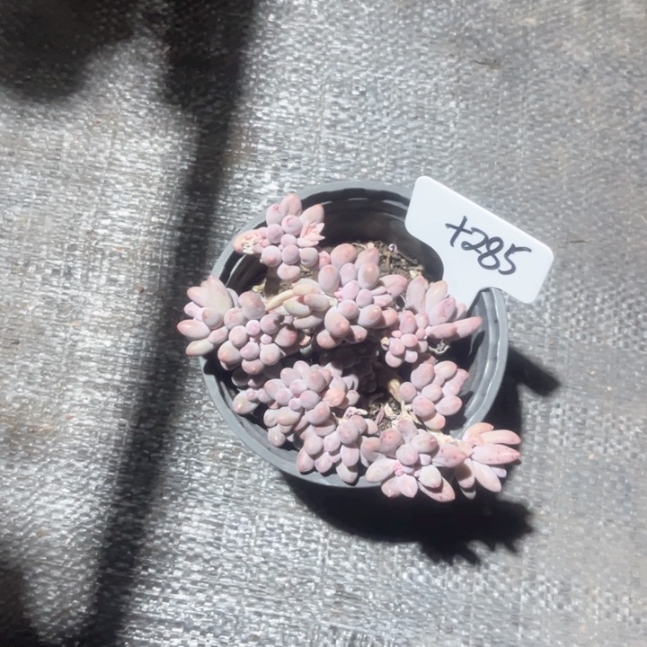 多肉植物9.9包邮