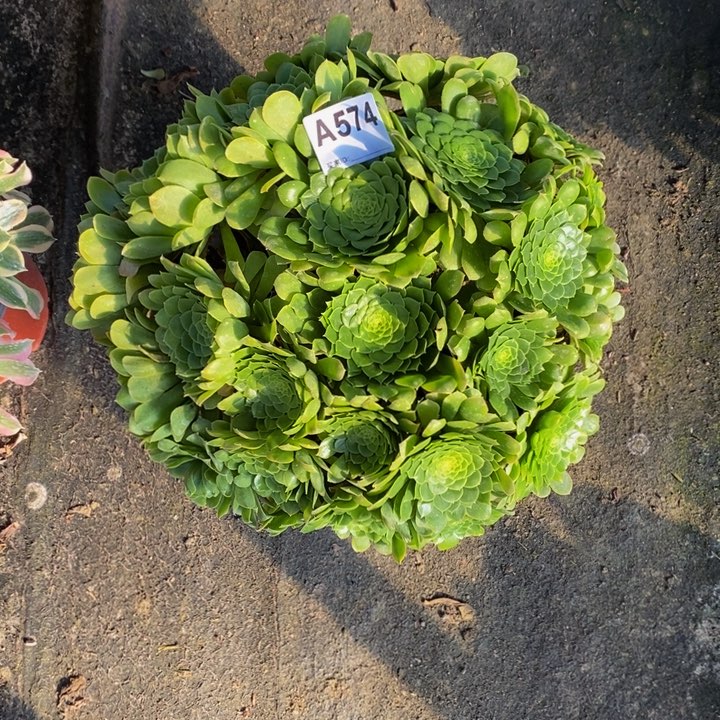 翡翠冰多肉植物574