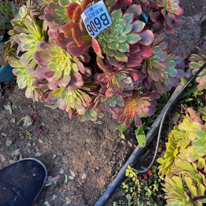 火烧云花30-48包邮花花