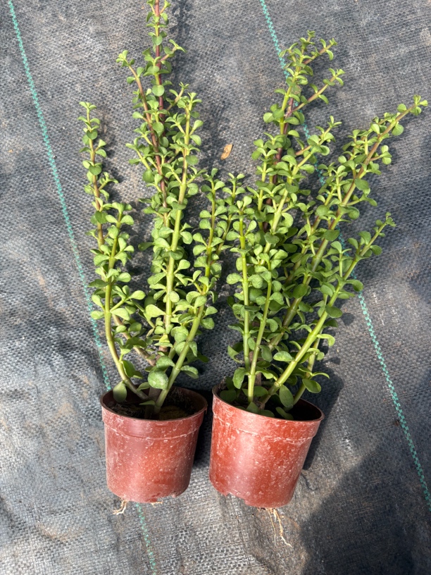 小老桩单杆金枝玉叶好养易活棒棒糖型多肉植物