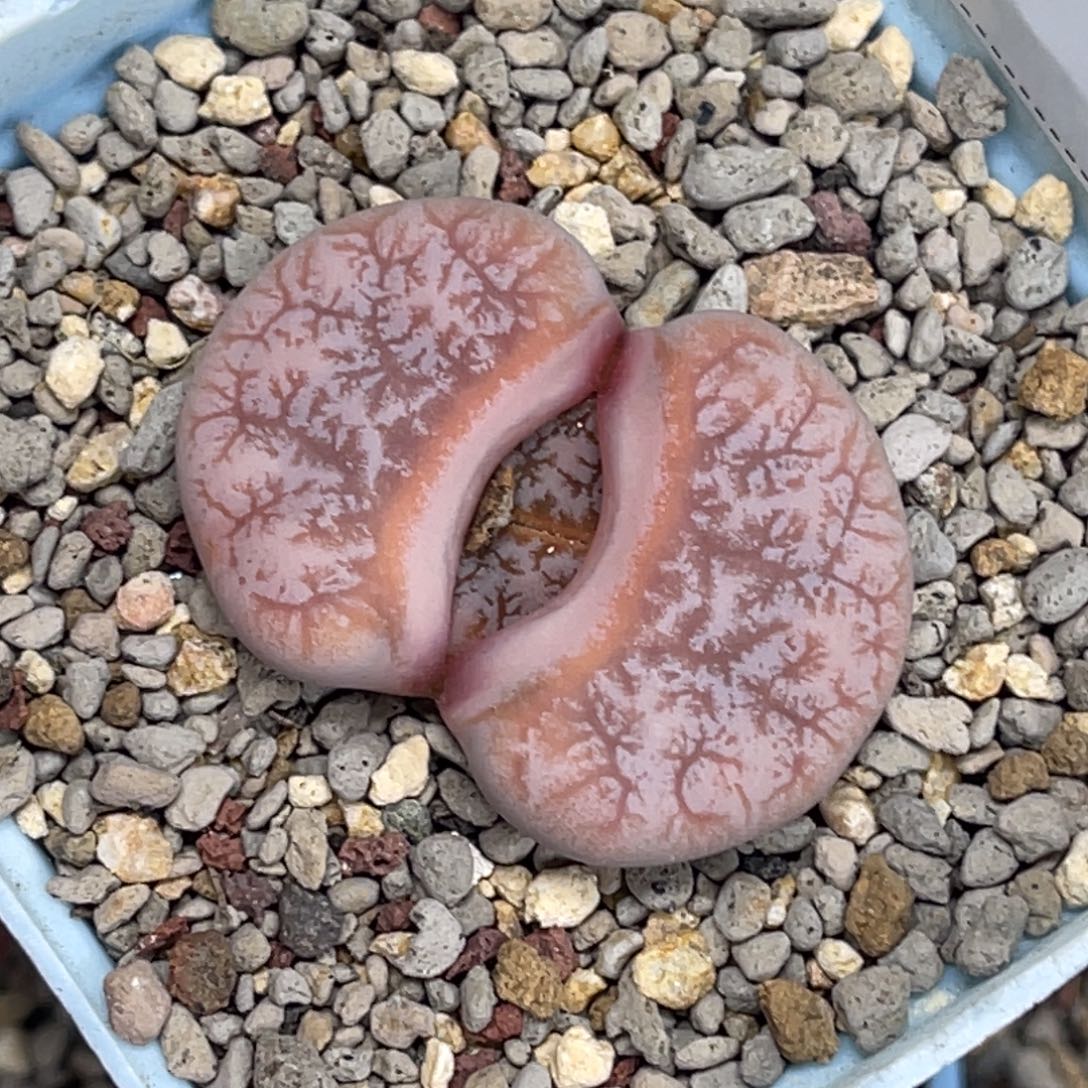 5420岛田红拿铁荒玉1尺寸3.8