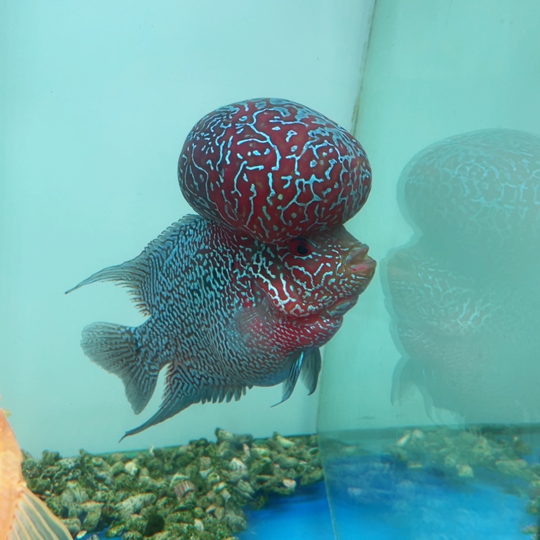 人***生罗汉鱼马骝大爆头罗汉鱼