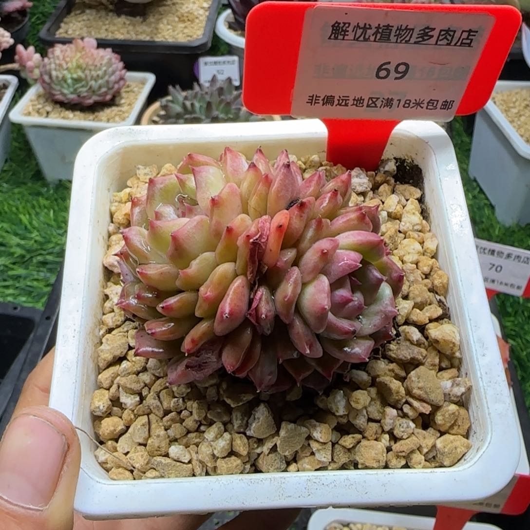 解忧多肉一物一拍编号69