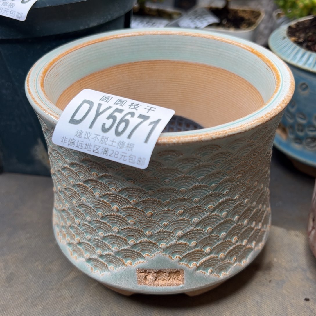 橘***栀dy5671好看的盆的链接