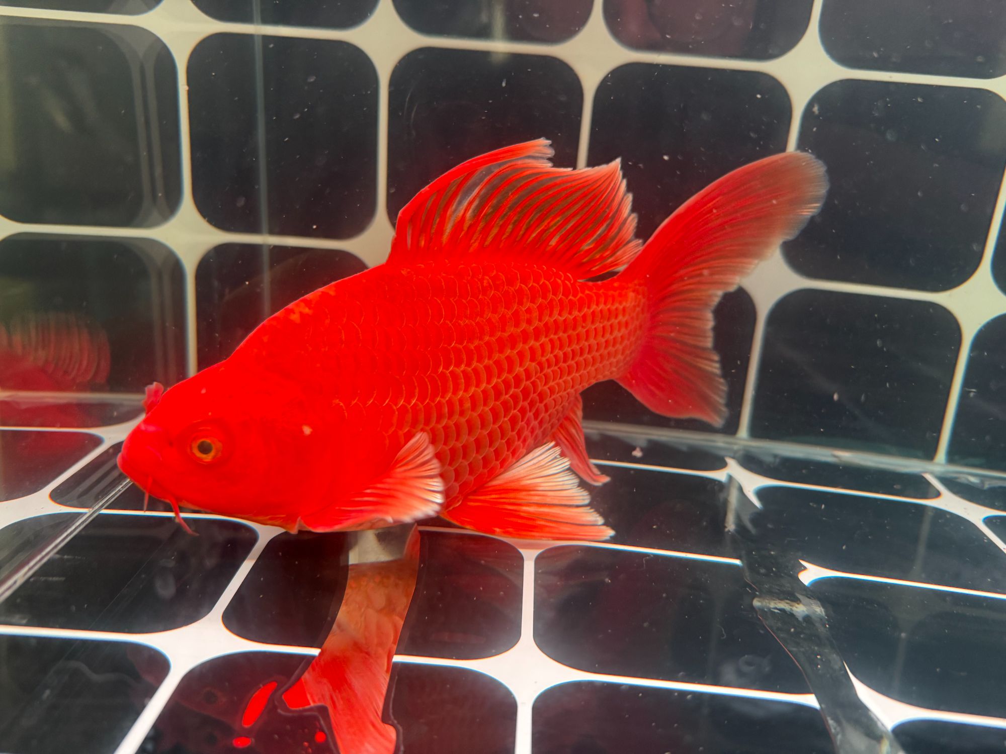 20-23球体/短身精品蝴蝶鲤（直播间有增艳灯，开箱录视频）