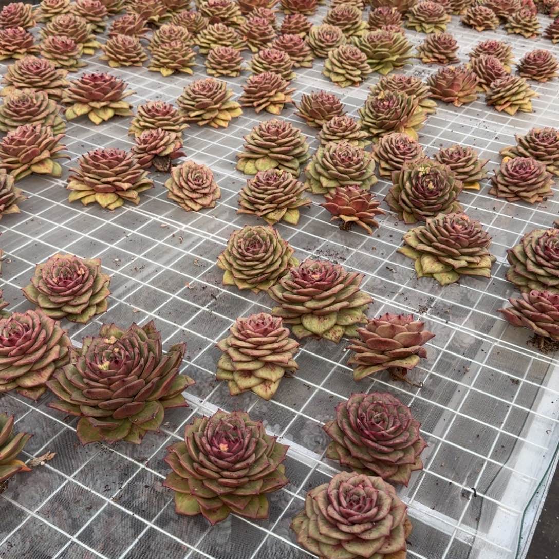 从前慢花园精选蔷薇