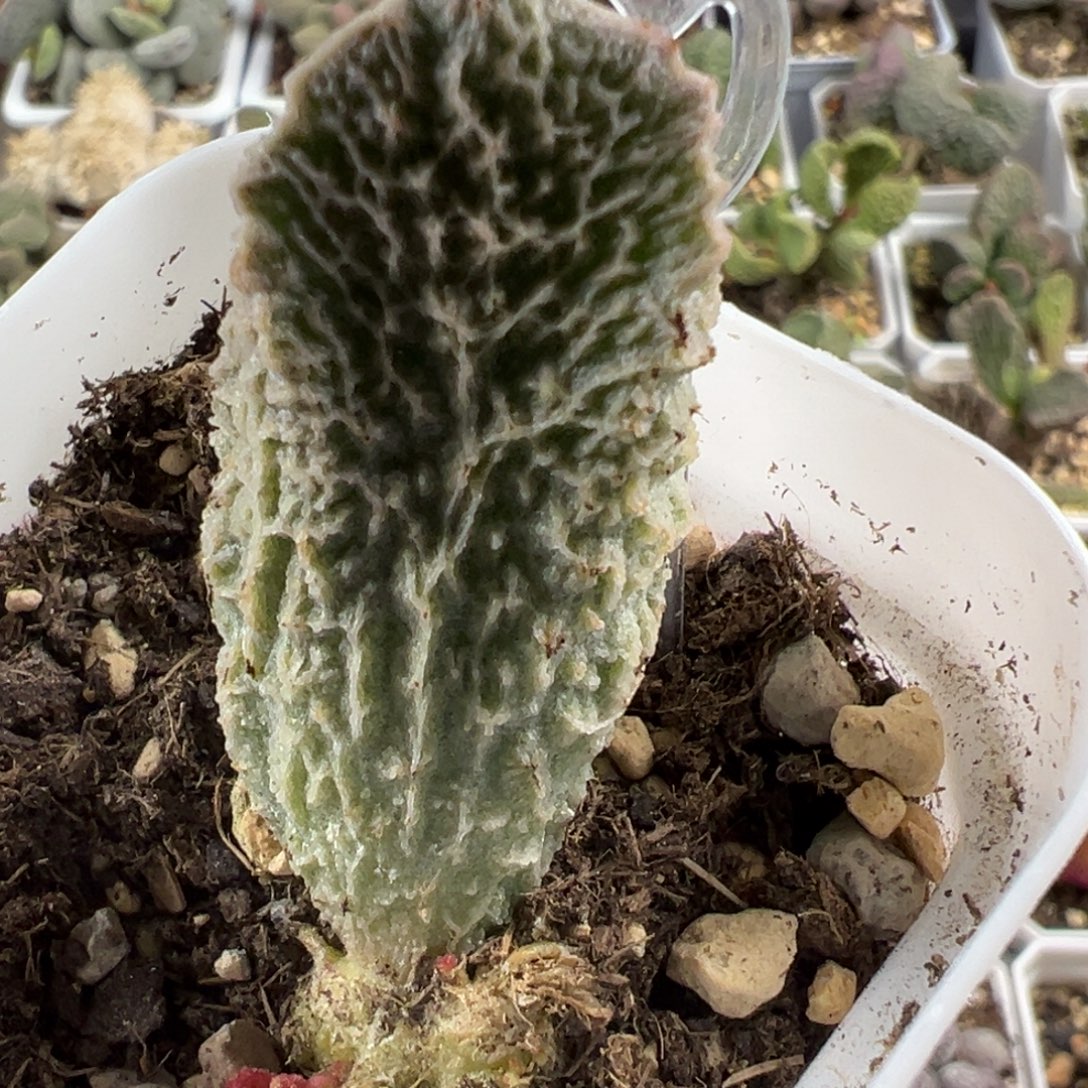 狂野闪电纹实生新品大苗