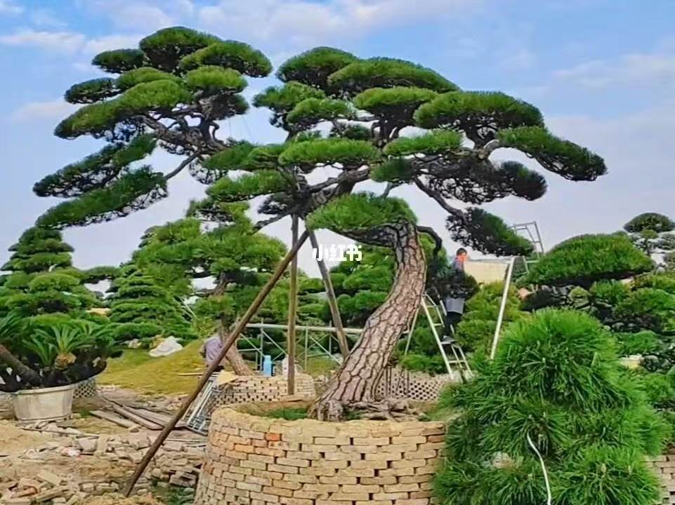 黑松油松景观松(一物一拍，非直播间下单无效)