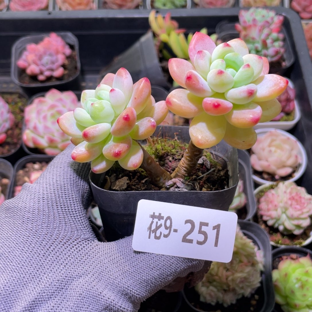 花利美9-251罗琦  