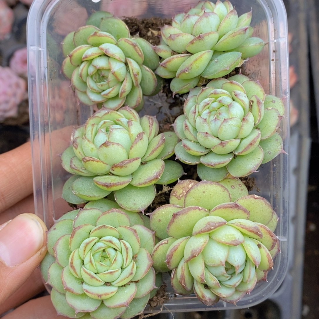 春泥家框拍链接U21