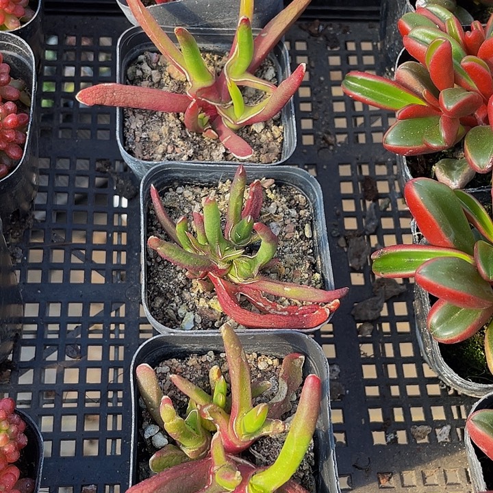 新妖2.8带盆土发货