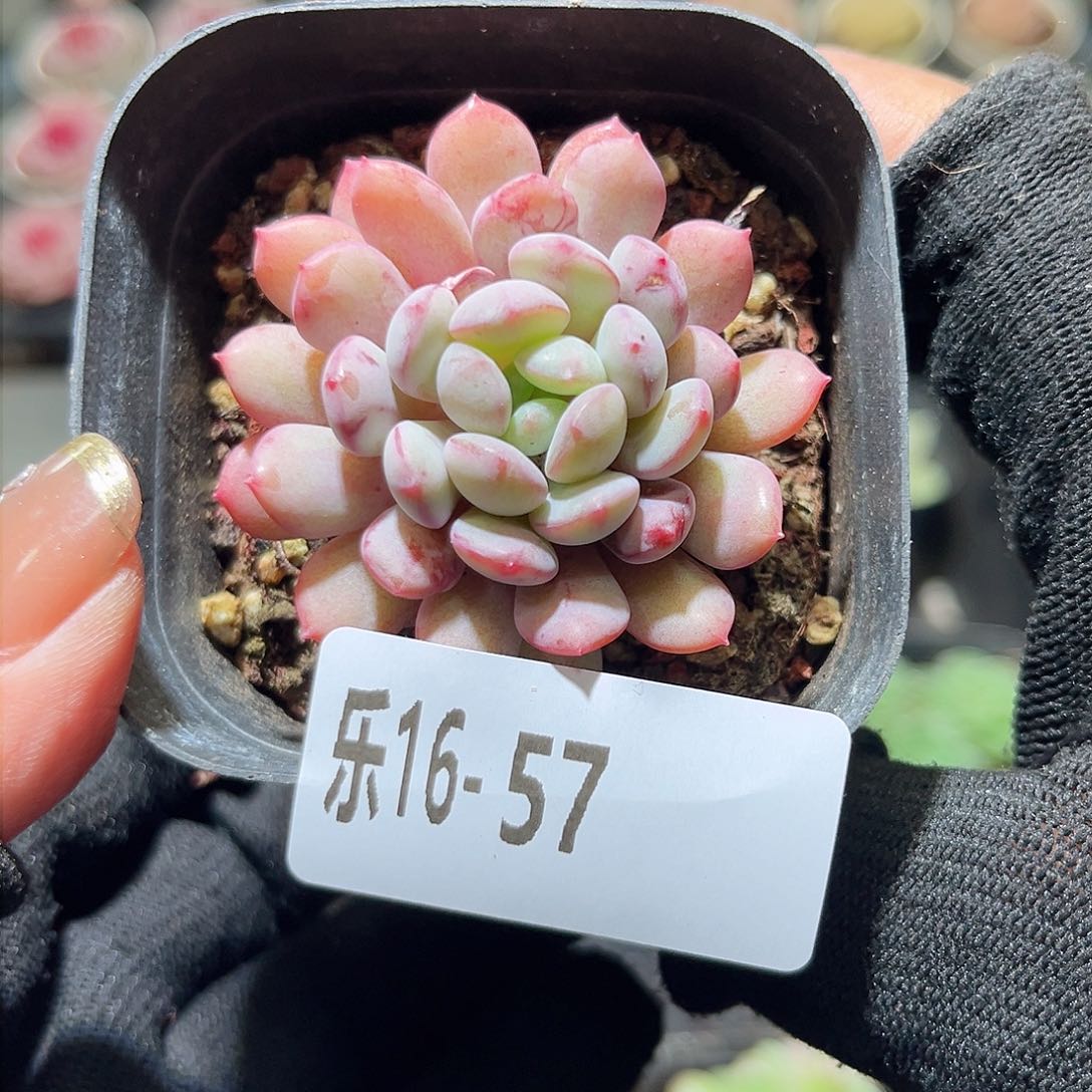 乐16-57 珍珠豆单头