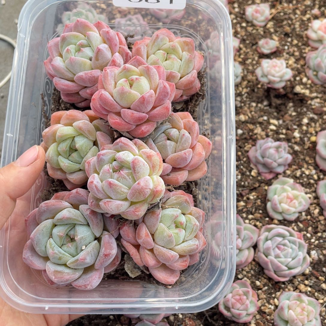 糕大上多肉植物681