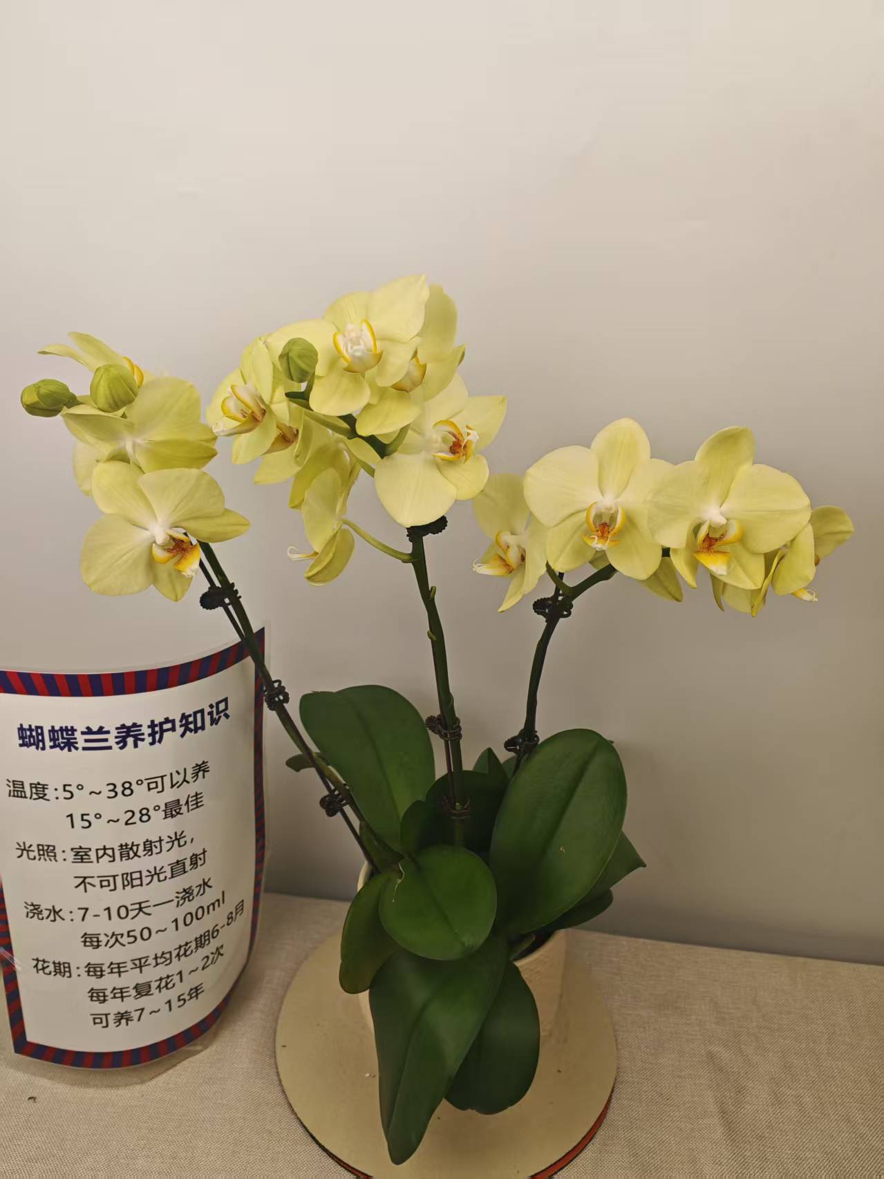 蝴蝶兰【田格格】紫粉色系经典名兰室内绿植盆观赏花卉