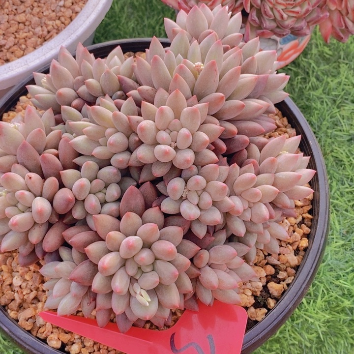 这个我就说是的呀