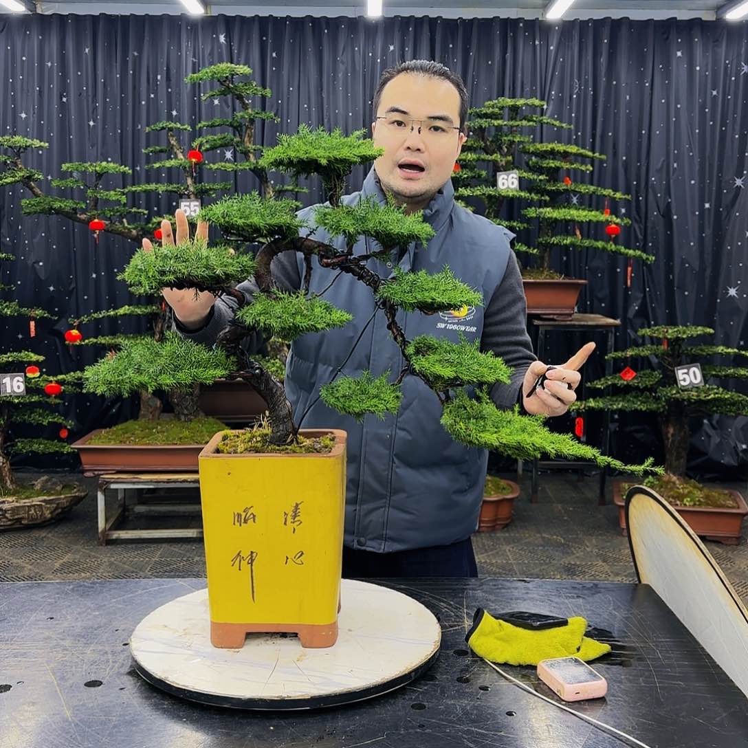 松树柏树造型盆景