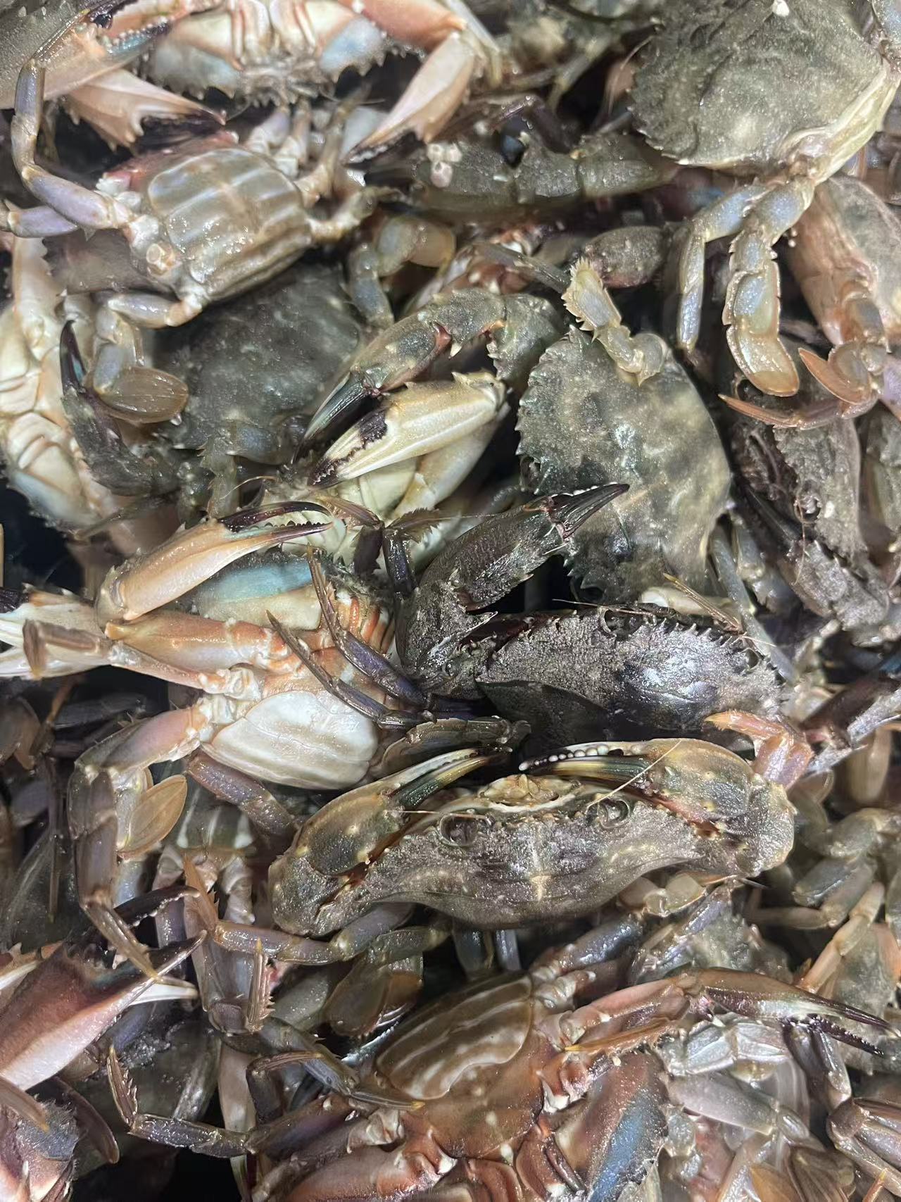 丹东东港当日海捕花盖蟹（小一元蟹）[保鲜不保活]