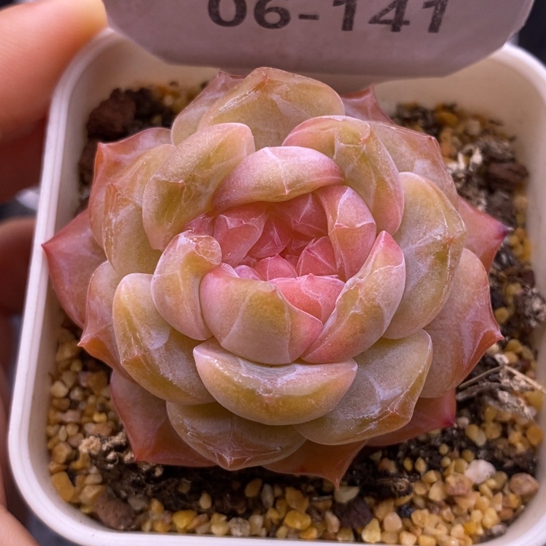 【闪购商品】06-141