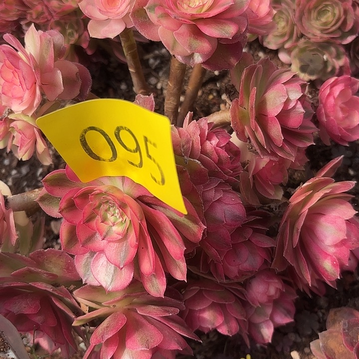 多肉植物福利095