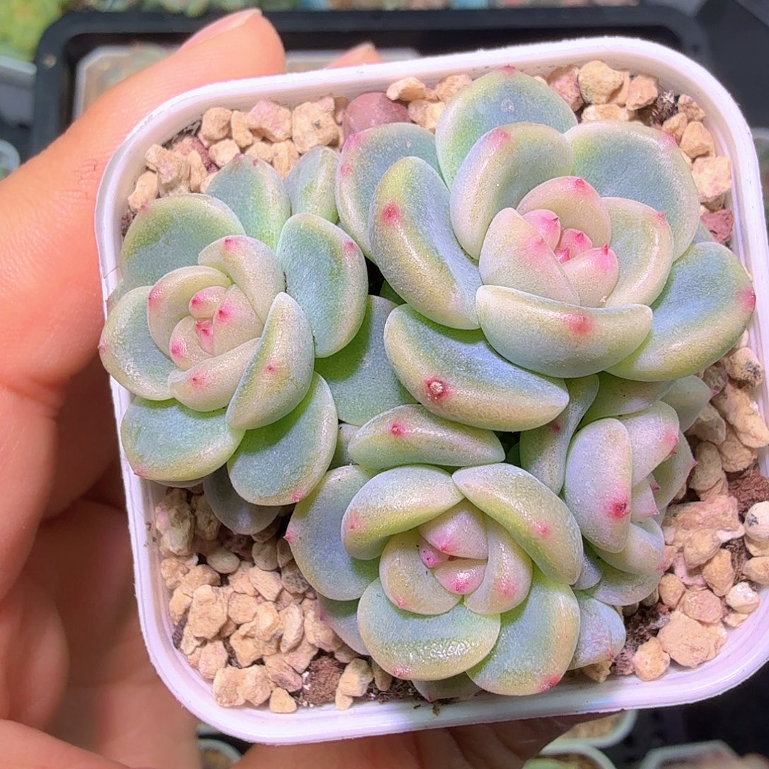 露****五头秃子甜心福利