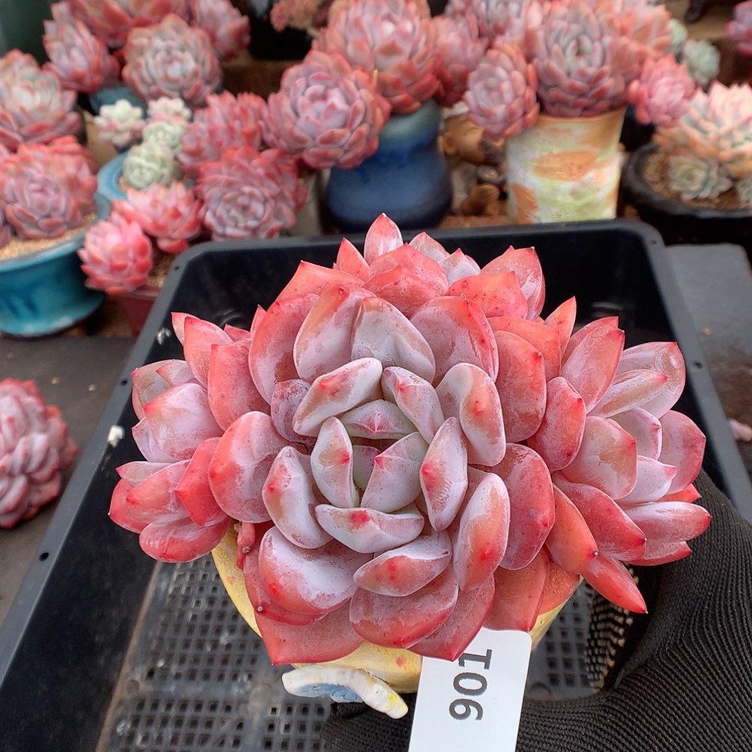 901雪天使多肉植物66666