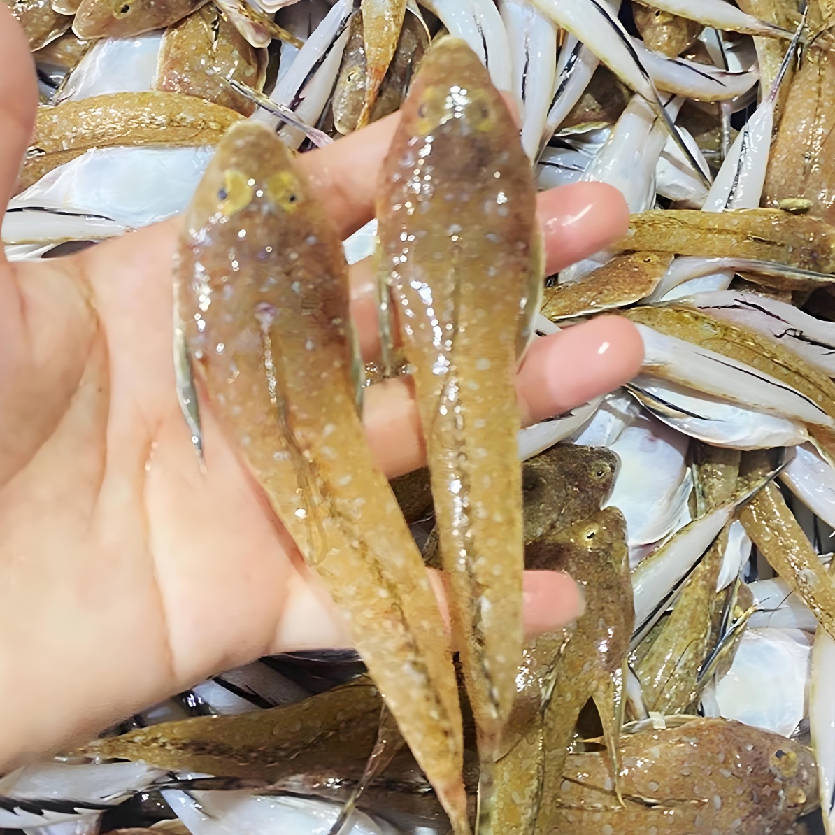 【鸡腿鱼】惠来神泉本港鸡腿鱼/箭头鱼【5盒】原产地顺丰冷链顺丰包邮