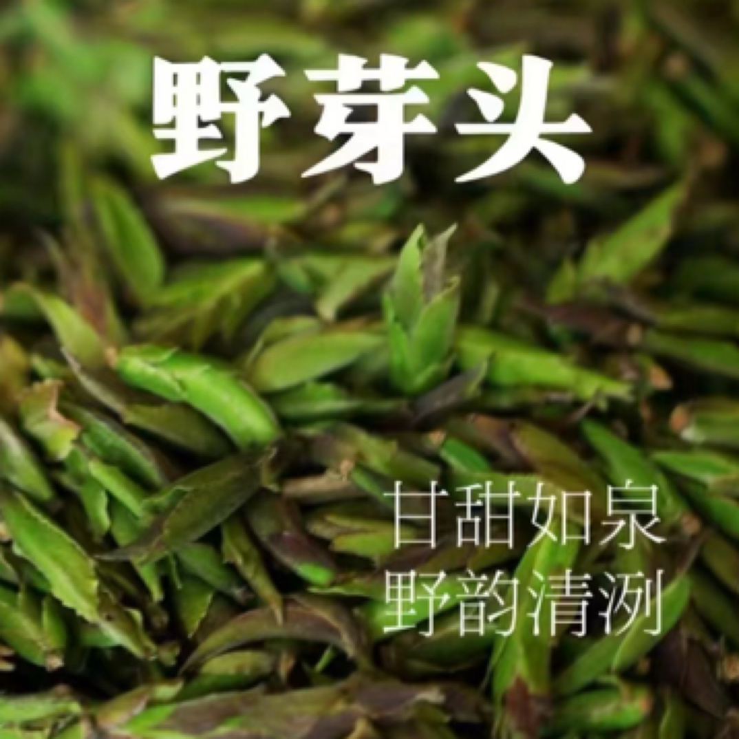 【凤庆沁福亭】2025年滇红凤庆小湾锦绣纯野生古树白茶芽孢