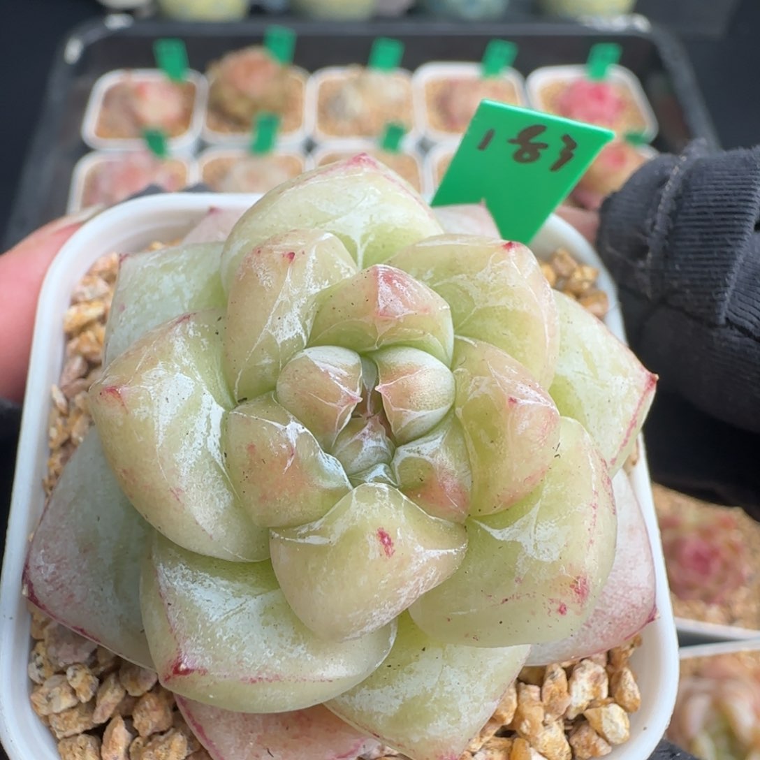 多肉183   白泽   5厘米盆