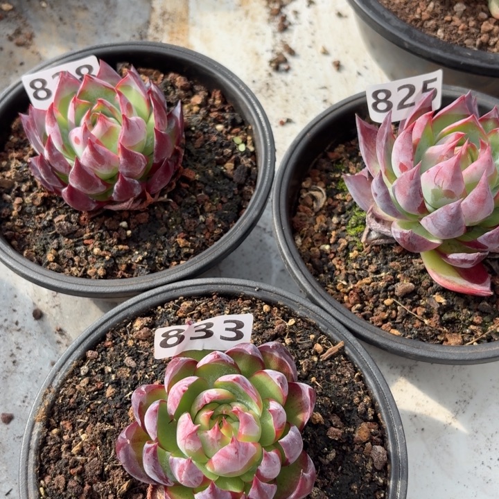 828825833的活动和尺璧非宝回到家乡