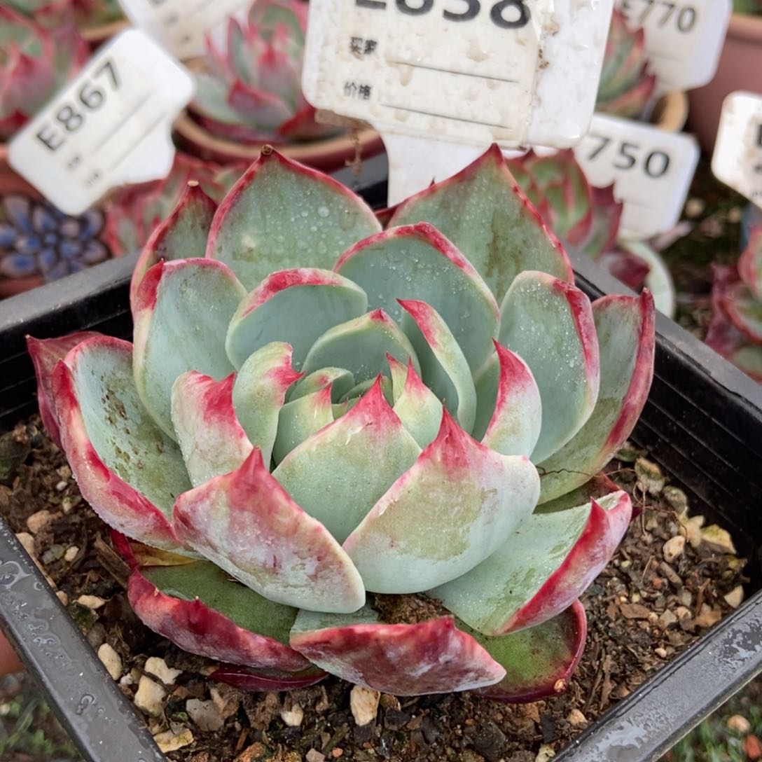 惊鸿一瞥838号多肉