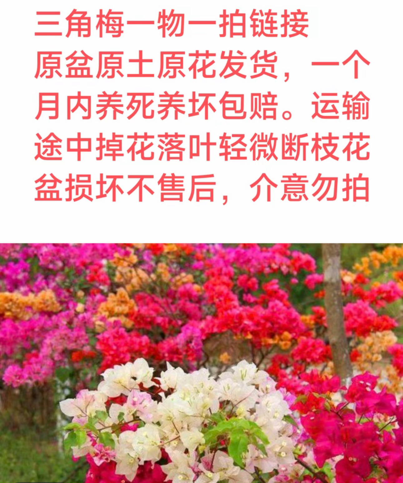 三角梅运输途中会掉花掉叶甚至掉成光杆介意勿拍勤花品种三角梅