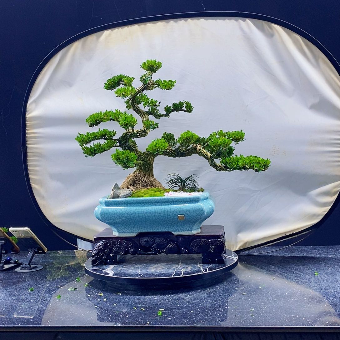 无花朵黄杨盆景造型