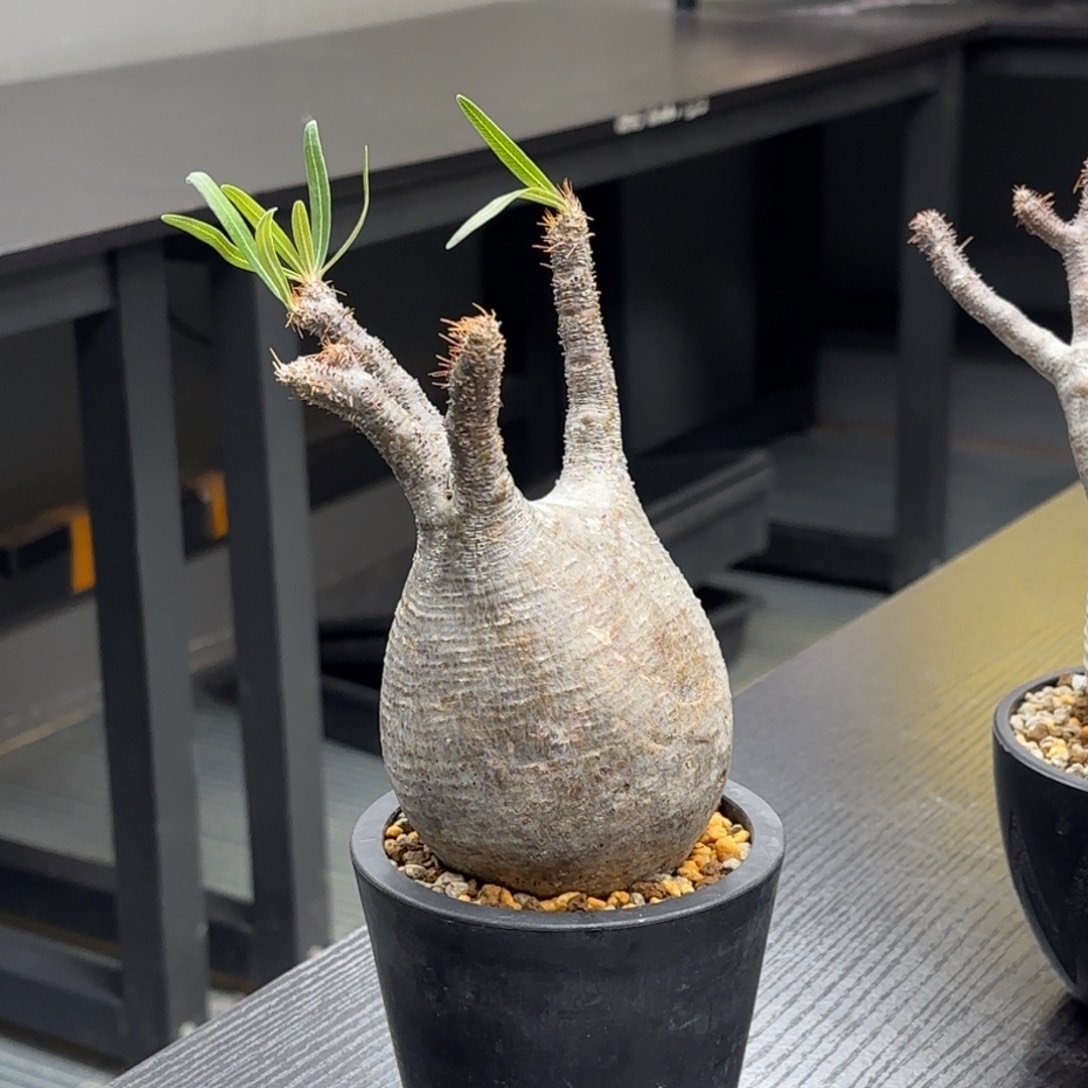 象牙宫带盆包邮四号