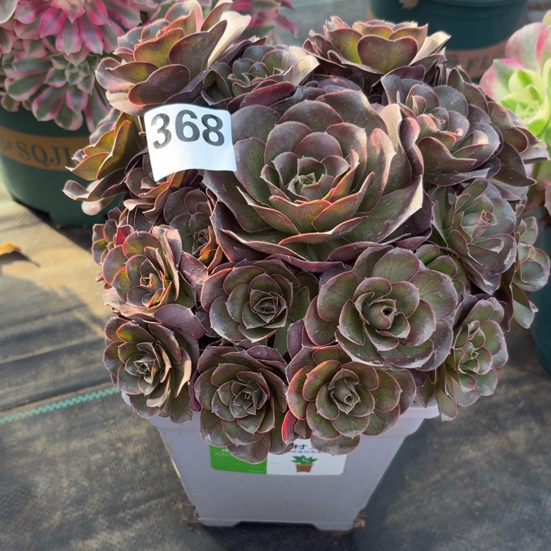 368魅金玫瑰多肉植物福利