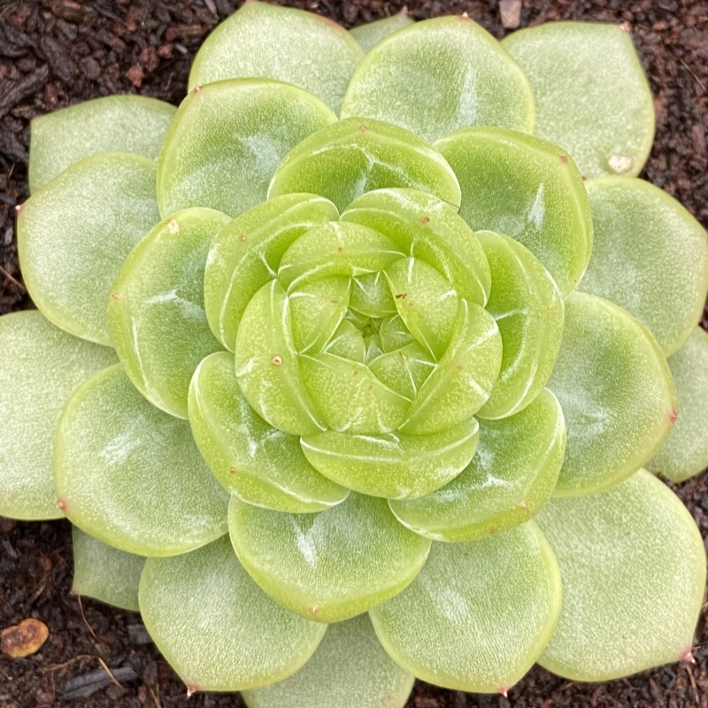 01-100阿丹多肉一物一拍珍妮麦秆溏心各种杂交群生不包整